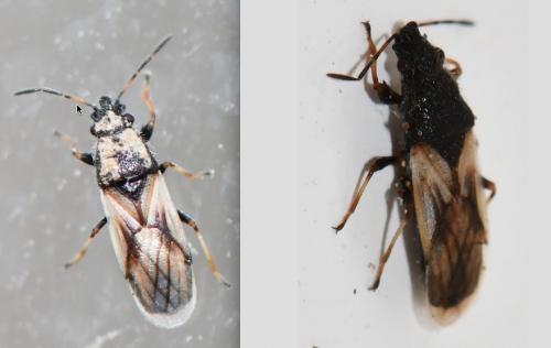 Réf. 275 158 : Metopoplax ditomoides